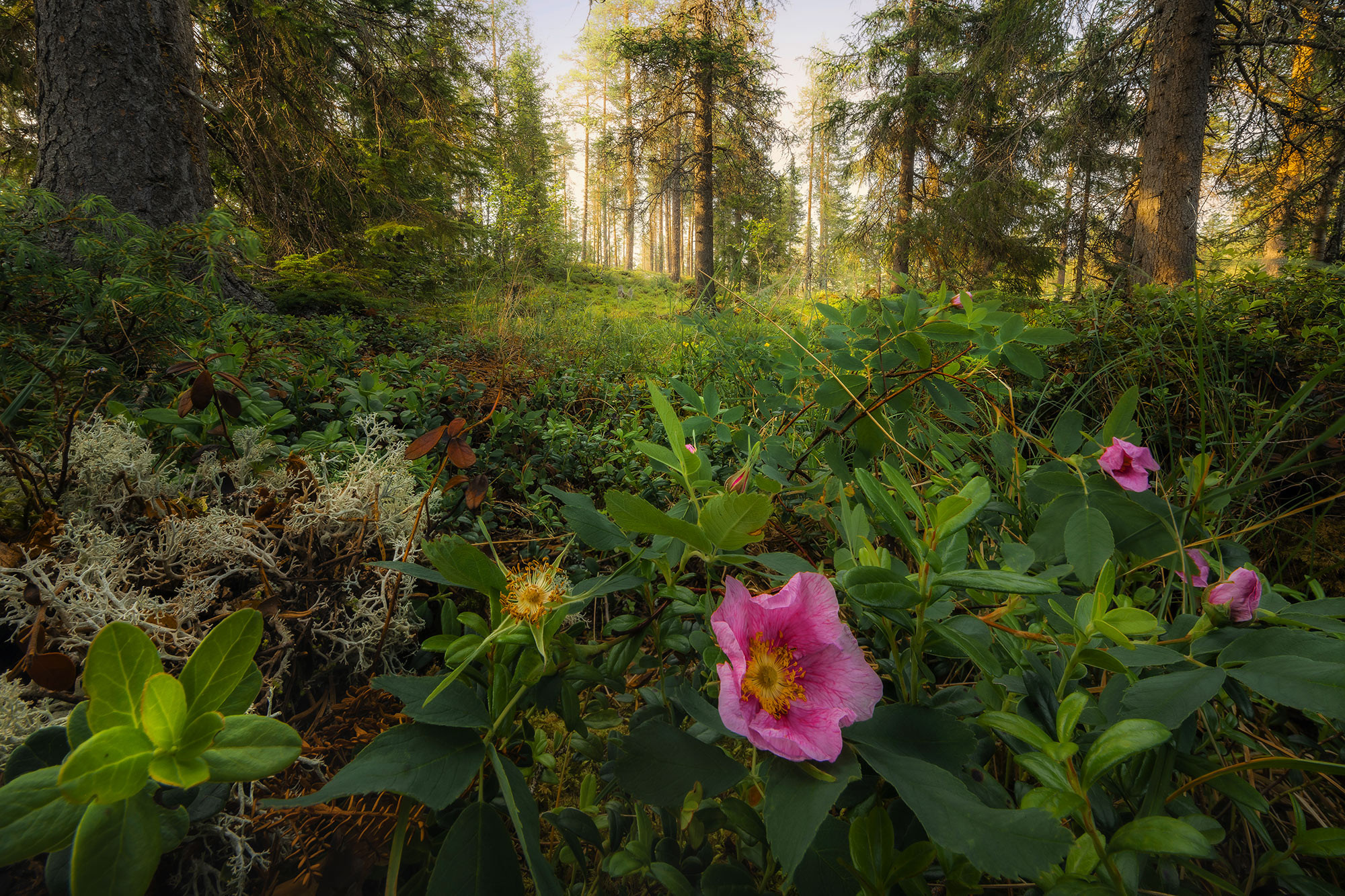 Charming Woods